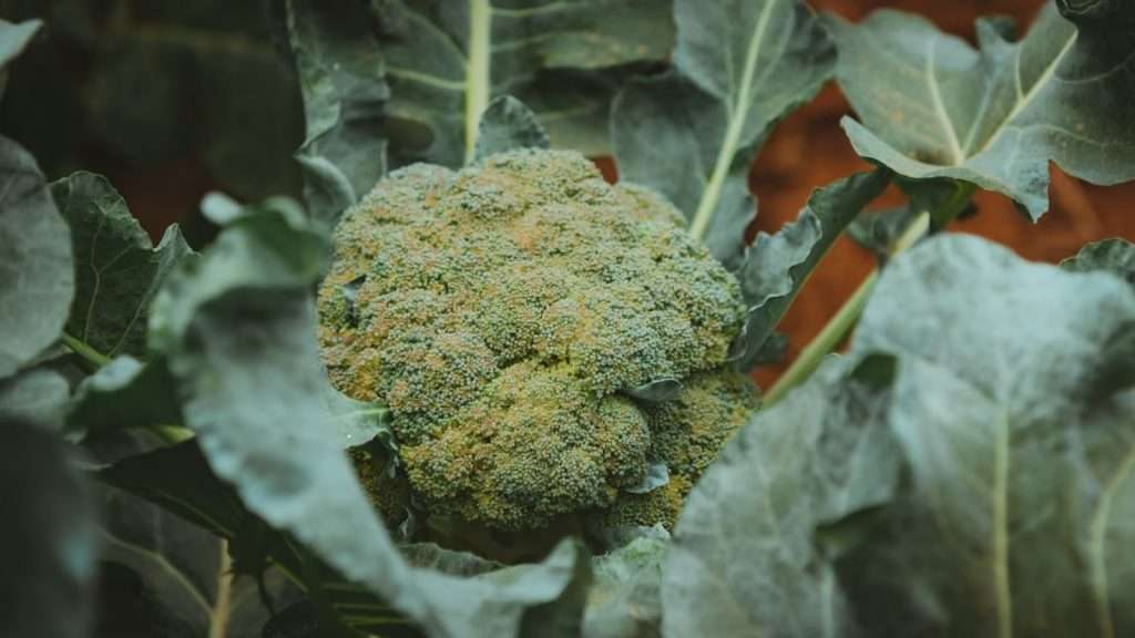How cold can broccoli tolerate: a green broccoli head growing among large leaves in a farm field