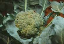 How Cold Can Broccoli Tolerate? 5 Temperatures to Protect It How cold can broccoli tolerate: a green broccoli head growing among large leaves in a farm field