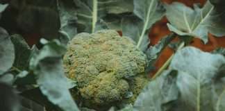 How Cold Can Broccoli Tolerate? 5 Temperatures to Protect It How cold can broccoli tolerate: a green broccoli head growing among large leaves in a farm field