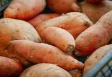 How to Cure Sweet Potatoes: 2 Easy Stages for Months of Storage How to cure sweet potatoes: a pile of sweet potatoes in a basket