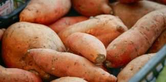 How to Cure Sweet Potatoes: 2 Easy Stages for Months of Storage How to cure sweet potatoes: a pile of sweet potatoes in a basket