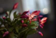 How to Get Thanksgiving Cactus to Bloom in 6 Easy Weeks How to get Thanksgiving cactus to bloom: pink flowers and fat buds at the stem tips of a holiday cactus