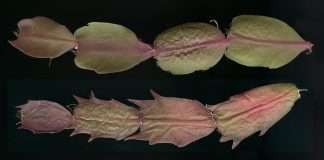 Thanksgiving Cactus vs Christmas Cactus: 3 Simple Ways to Tell Thanksgiving cactus vs Christmas cactus: rounded Christmas cactus stem segments in the top row above pointed, toothed Thanksgiving cactus segments in the bottom row