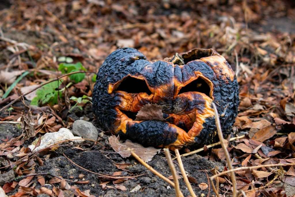 What to do with pumpkins after Halloween: a shriveled jack o lantern rotting on dark soil among dry autumn leaves