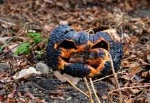 What to Do With Pumpkins After Halloween: 5 Safe Options What to do with pumpkins after Halloween: a shriveled jack o lantern rotting on dark soil among dry autumn leaves