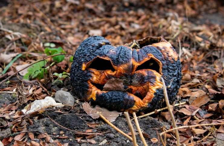 What to Do With Pumpkins After Halloween: 5 Safe Options What to do with pumpkins after Halloween: a shriveled jack o lantern rotting on dark soil among dry autumn leaves