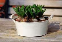 How to Force Bulbs Indoors for Christmas: 3 Easy Choices How to force bulbs indoors: hyacinth bulbs in a white planter on a wooden table