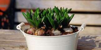 How to Force Bulbs Indoors for Christmas: 3 Easy Choices How to force bulbs indoors: hyacinth bulbs in a white planter on a wooden table