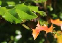 Holly Leaves Turning Yellow: 6 Causes, 1 Is Safe to Ignore Holly leaves turning yellow and orange among green leaves on a holly branch