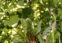 How Cold Can Swiss Chard Tolerate: 3 Lows to Protect For How cold can Swiss chard tolerate: red ribbed chard growing among other leafy greens in a vegetable garden