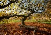 How to Prepare a Garden for Winter: 12 Easy Jobs in Order How to prepare a garden for winter: fallen autumn leaves left lying on the grass around a wooden bench under a large tree