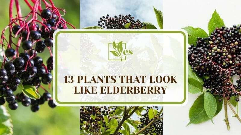 13 Plants That Look Like Elderberry: Is It Safe or Toxic? - Evergreen Seeds