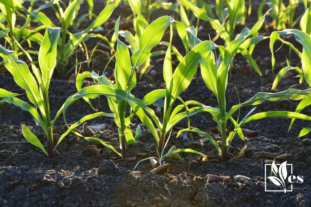 When to Plant Corn in Zone 7: Essential Timing for Optimal Growth ...