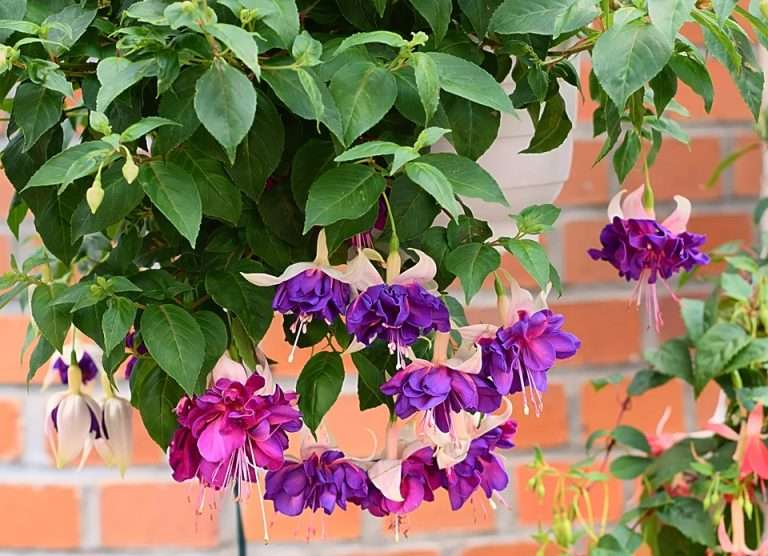 Fuchsia Light Requirements: Optimal Lighting for Vibrant Blooms ...