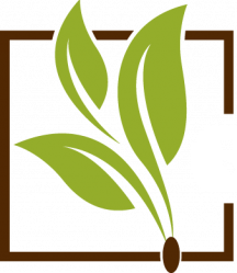 Evergreen Seeds